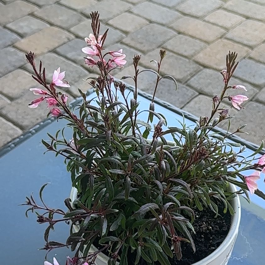 Photo of the plant species Lindheimer's Beeblossom by @WinPepper33 named Robert Plant on Greg, the plant care app