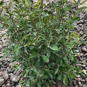 Photo of the plant species Oleander by @WinPepper33 named Apollo on Greg, the plant care app
