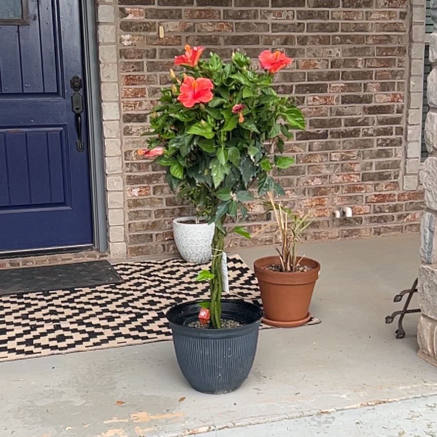 Photo of the plant species Braided Hibiscus by @HolyHellenic named Melanie on Greg, the plant care app