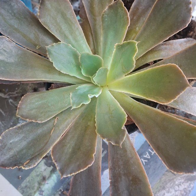 Photo of the plant species Echeveria by @ExultantPurei named Michelle Branch on Greg, the plant care app