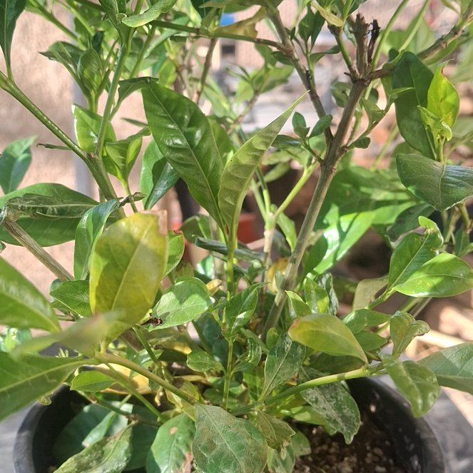 Photo of the plant species Gardenia by @ExultantPurei named James Dean on Greg, the plant care app