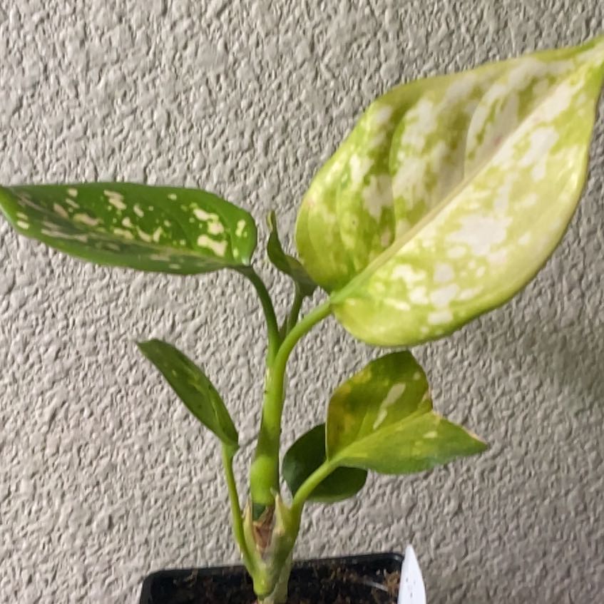 Photo of the plant species Chinese Evergreen 'Wishes' by @PrimalPomelo37 named Mina on Greg, the plant care app