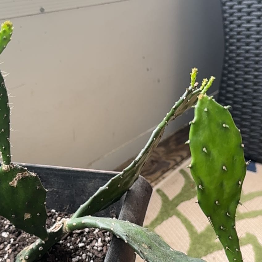 Photo of the plant species Cow Tongue Cactus by @LustrousRose named Navajo on Greg, the plant care app