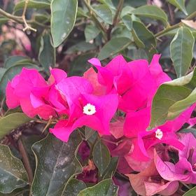 Photo of the plant species Lesser Bougainvillea by @NiceSedum27 named Bougie Villain on Greg, the plant care app