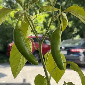 Photo of the plant species Serrano Pepper by @NiceSedum27 named Prince on Greg, the plant care app