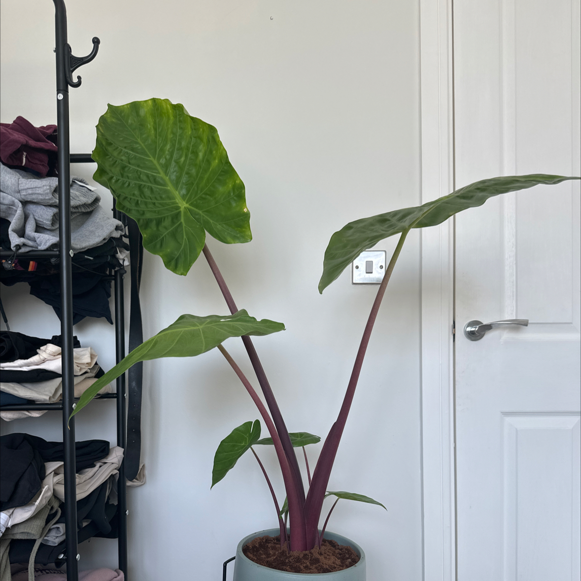 Photo of the plant species Alocasia Dragon by @LucentKaramu16 named Padme on Greg, the plant care app