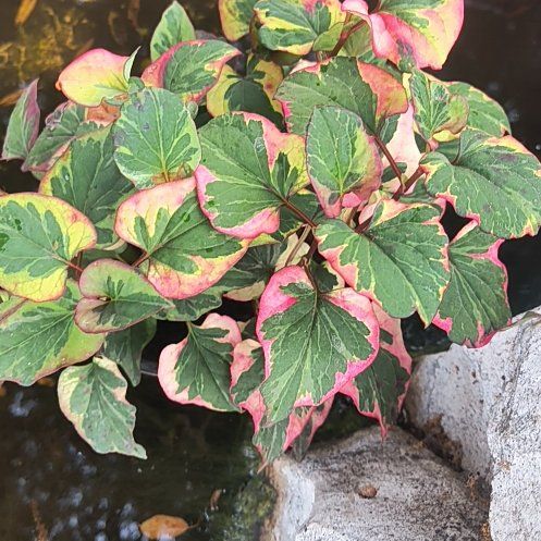 Photo of the plant species Heart Leaf by @SterlingCat85 named Kobe on Greg, the plant care app