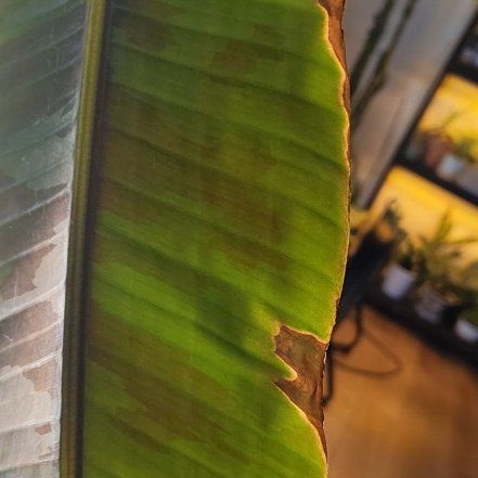 Photo of the plant species Blood Banana by @AutonomousCacto named Homer on Greg, the plant care app