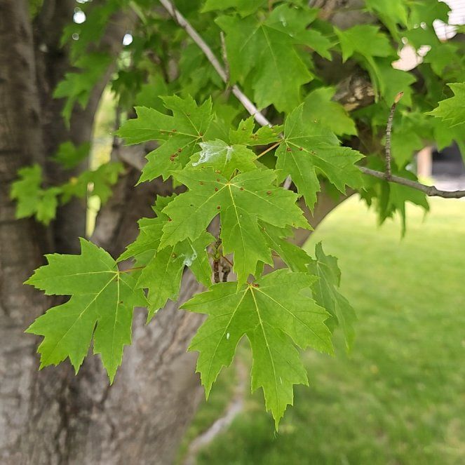 Photo of the plant species Acer Saccharinum by @SilverySapote50 named Maya on Greg, the plant care app