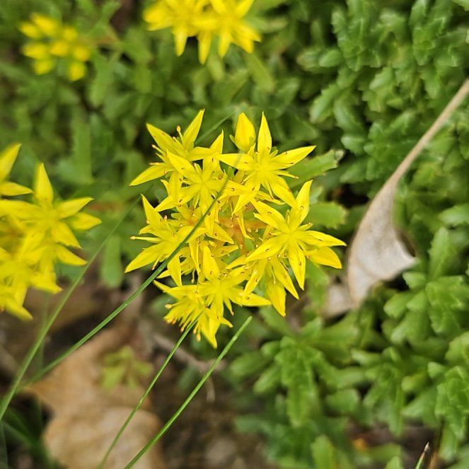 Photo of the plant species Sedum Sarmentosum by @SilverySapote50 named Zion on Greg, the plant care app