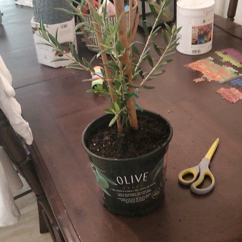 Photo of the plant species Arbequina Olive Tree by @WholeTurmeric3 named Nicoleo on Greg, the plant care app