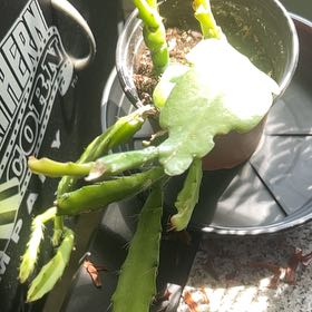 Photo of the plant species Epiphyllum 'Exotica' by @RadLithops40 named Eva on Greg, the plant care app