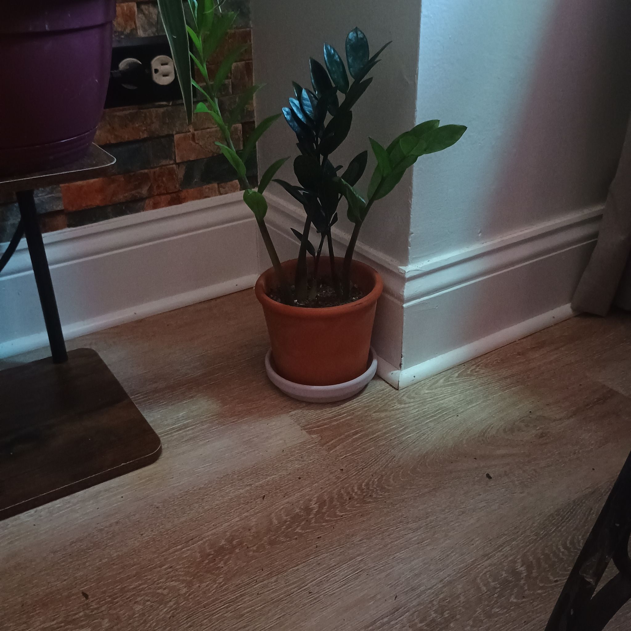 Photo of the plant species Nova Star ZZ Plant by @LovelyDaboecia named Zani on Greg, the plant care app