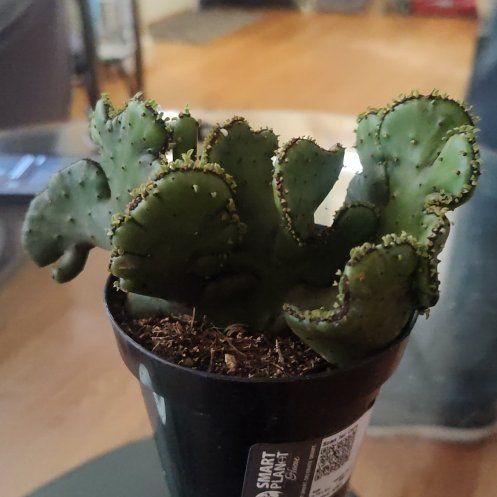 Photo of the plant species Euphorbia leucodendron by @VipBalsam80 named Gobi on Greg, the plant care app
