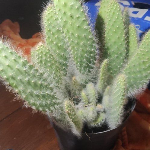 Photo of the plant species Opuntia by @VipBalsam80 named Sanders on Greg, the plant care app