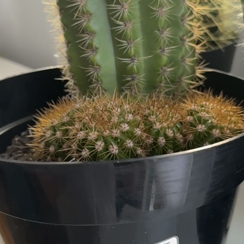 Photo of the plant species Assorted Trichocereus by @YesHorminum45 named Michelle Branch on Greg, the plant care app