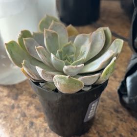 Photo of the plant species Echeveria 'summer' by @AmusingBlinks82 named Naomi on Greg, the plant care app