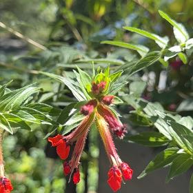 Photo of the plant species Cuphea by @LeadWoodavens60 named Homer on Greg, the plant care app