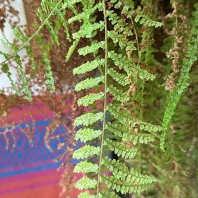 Photo of the plant species Lace Fern by @LeadWoodavens60 named Gaga on Greg, the plant care app