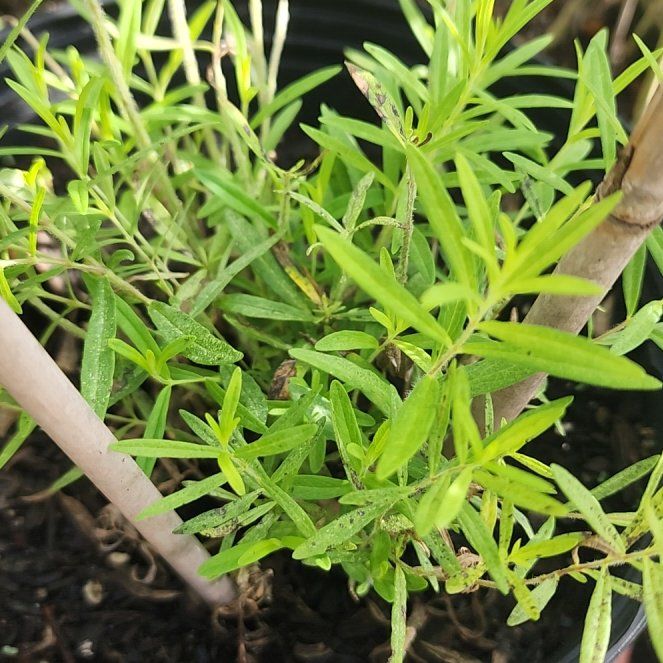 Photo of the plant species False Mermaidweed by @ZestyCocoplum47 named Messi on Greg, the plant care app