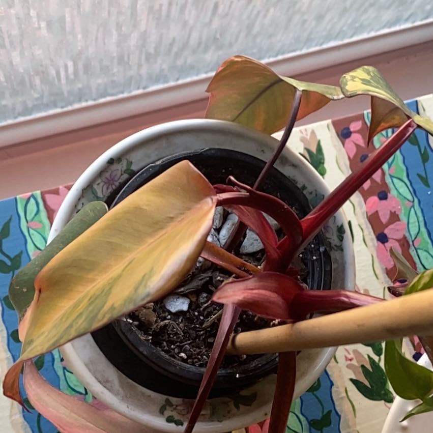 Photo of the plant species Strawberry Shake Philodendron by @RavioliApproved named Cheerwine Float on Greg, the plant care app