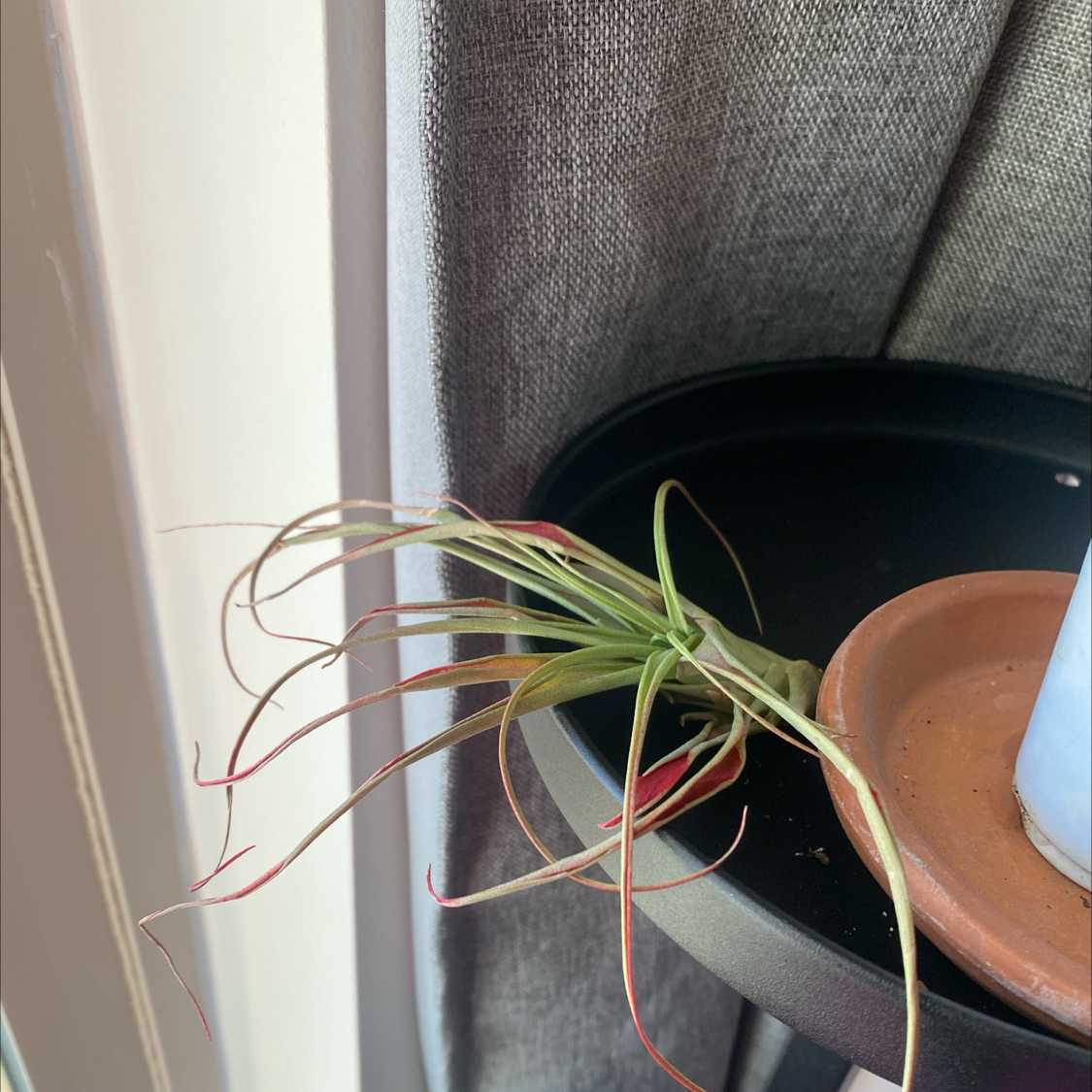 Photo of the plant species Abdita by @ravioliApproved named Aang on Greg, the plant care app
