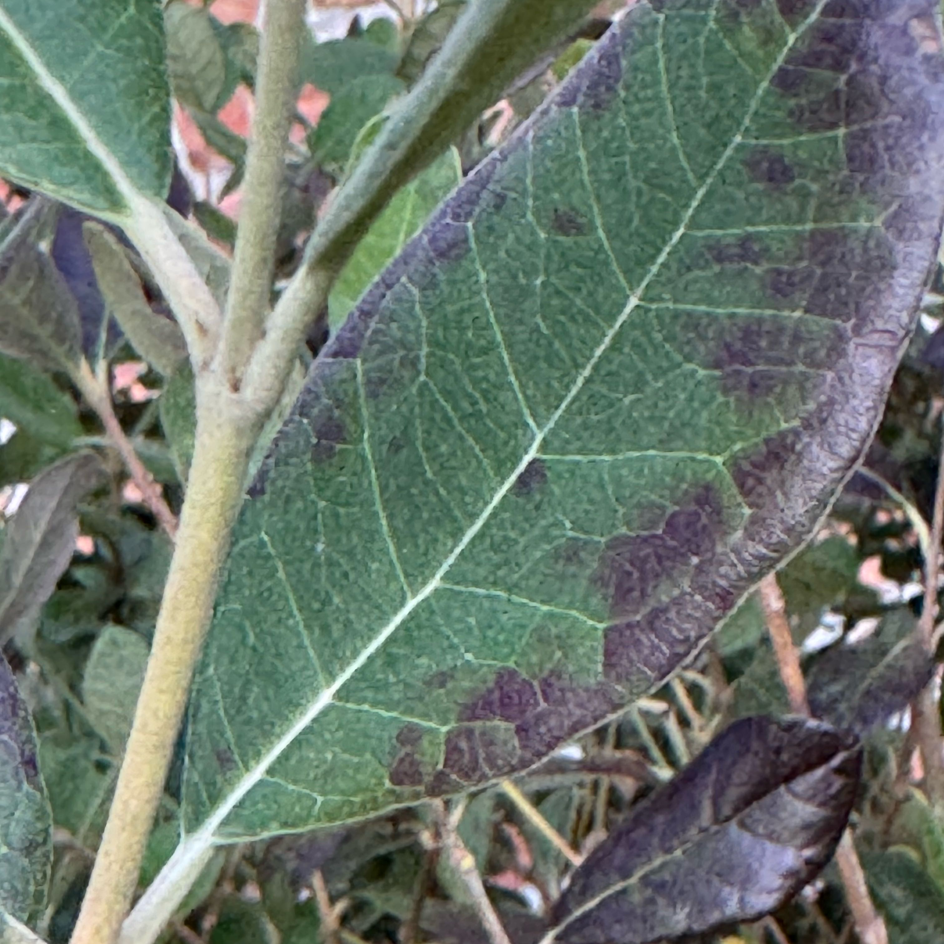 Photo of the plant species Pineapple Guava by @TutorFalsealoe3 named Leaf Erickson on Greg, the plant care app