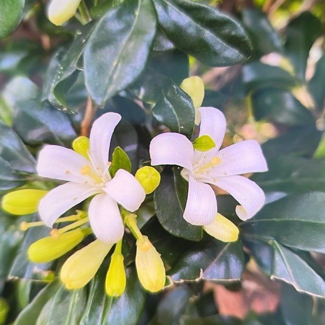 Photo of the plant species Variegated Orange Jasmine by @MellowBacopa40 named Delilah on Greg, the plant care app