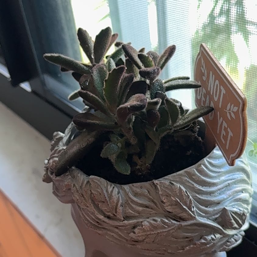 Photo of the plant species Chocolate Soldier Panda Plant by @markfherwig named The Prince on Greg, the plant care app