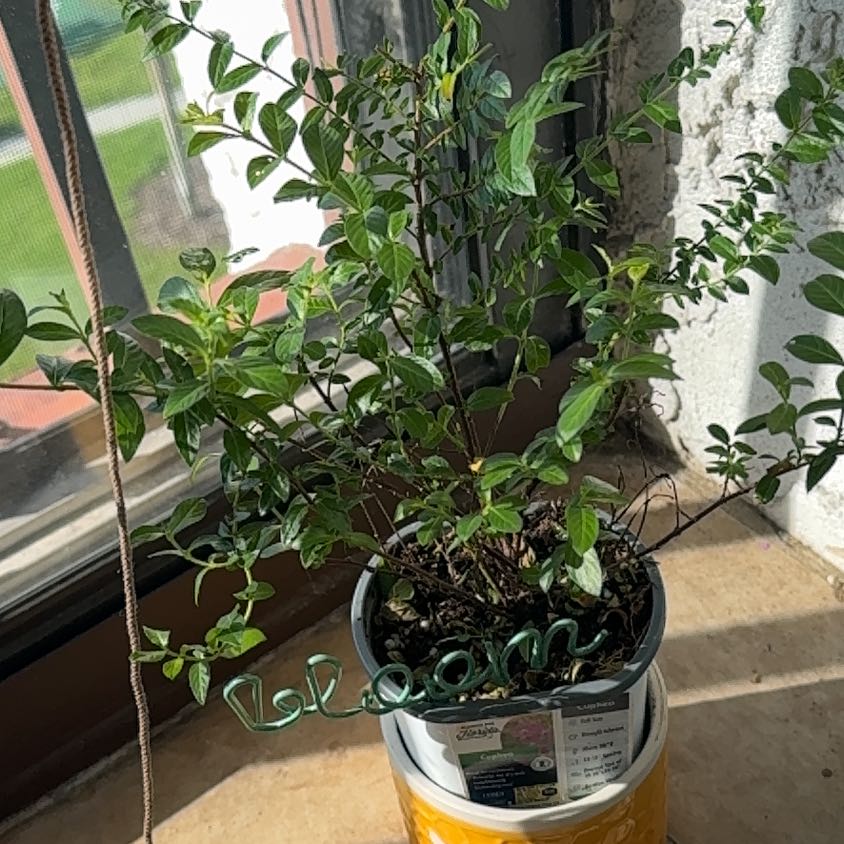 Photo of the plant species Cuphea by @markfherwig named Duke on Greg, the plant care app