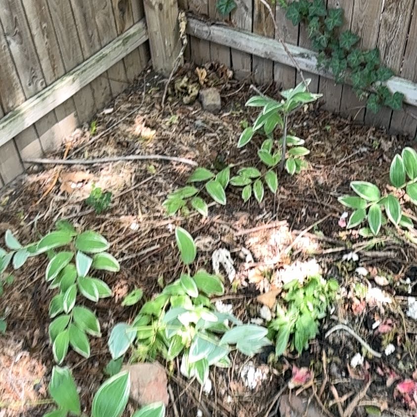 Photo of the plant species Largeflower Fairybells by @markfherwig named Coco on Greg, the plant care app