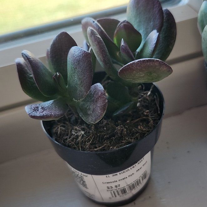Photo of the plant species Akai Jade by @FirstPokaka63 named Sahara on Greg, the plant care app