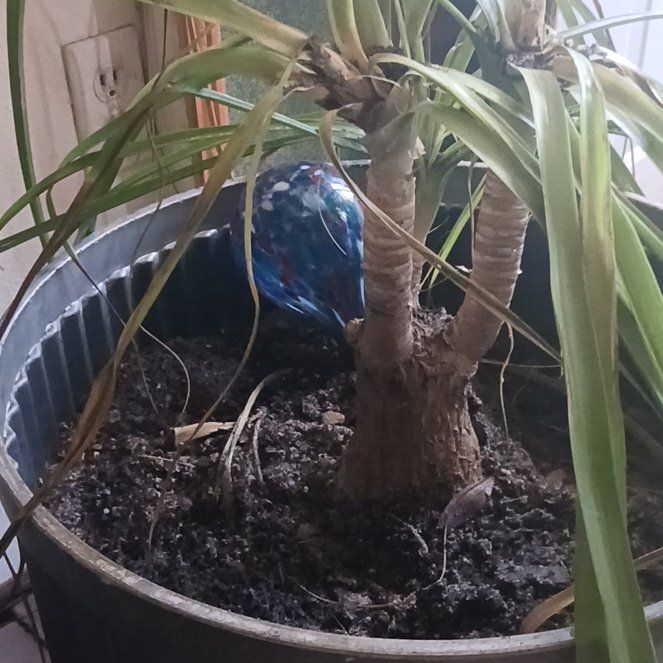 Photo of the plant species Ponytail Palm by @RadFantasy64 named Doja Cat on Greg, the plant care app