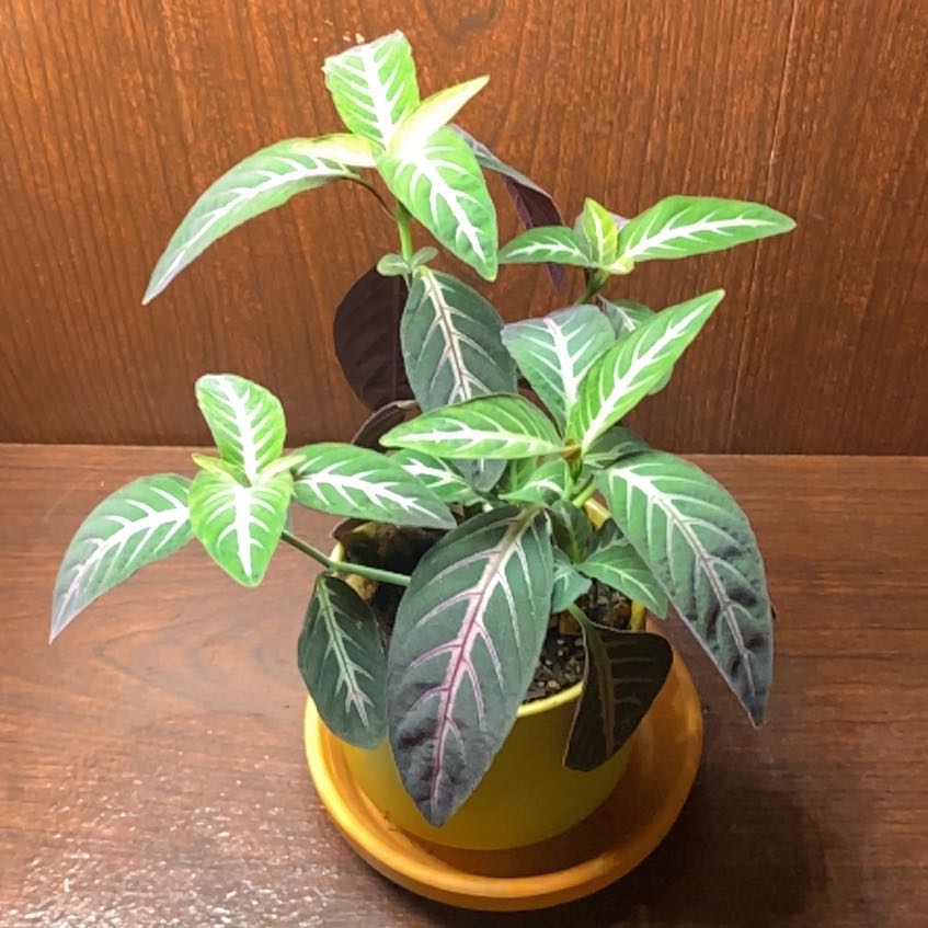 Photo of the plant species Monkey plant by @SirBacchus42 named Stella on Greg, the plant care app