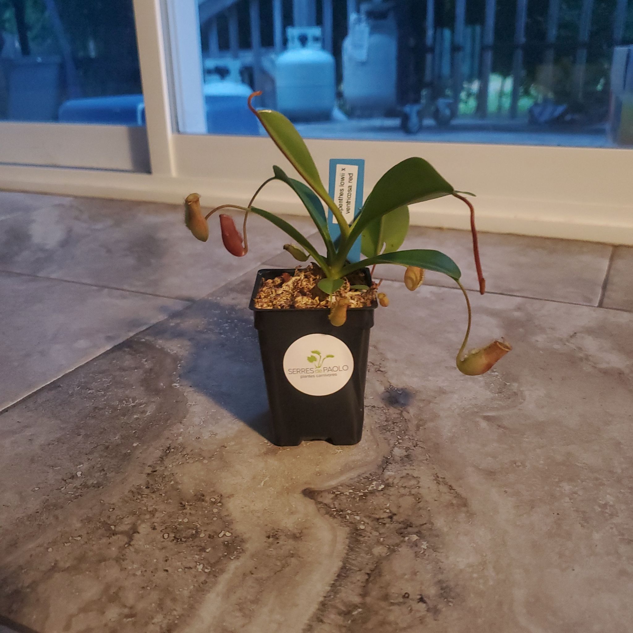 Photo of the plant species Nepenthes lowii x ventricosa 'Red' by @KineticPandan named Orlando Bloom on Greg, the plant care app
