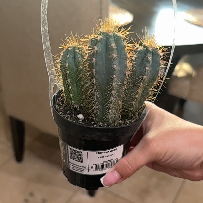 Photo of the plant species Pilosocereus azureus by @GamesomeDecodon named Cleopatra on Greg, the plant care app