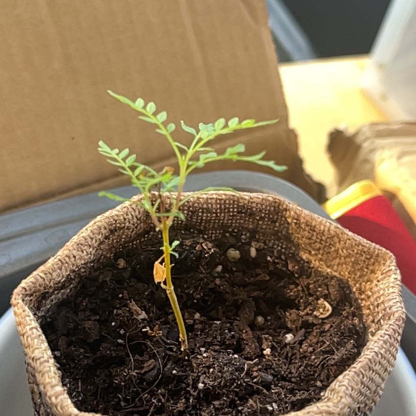Photo of the plant species Bonsai Blue Jacaranda by @LiberatingPecan named Captain Plant-it on Greg, the plant care app