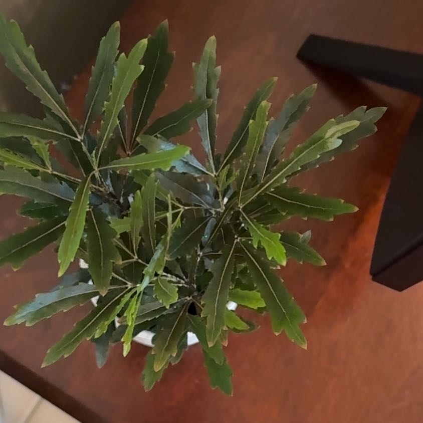 Photo of the plant species False Aralia by @SpicyBluesage86 named Morgan Treeman on Greg, the plant care app