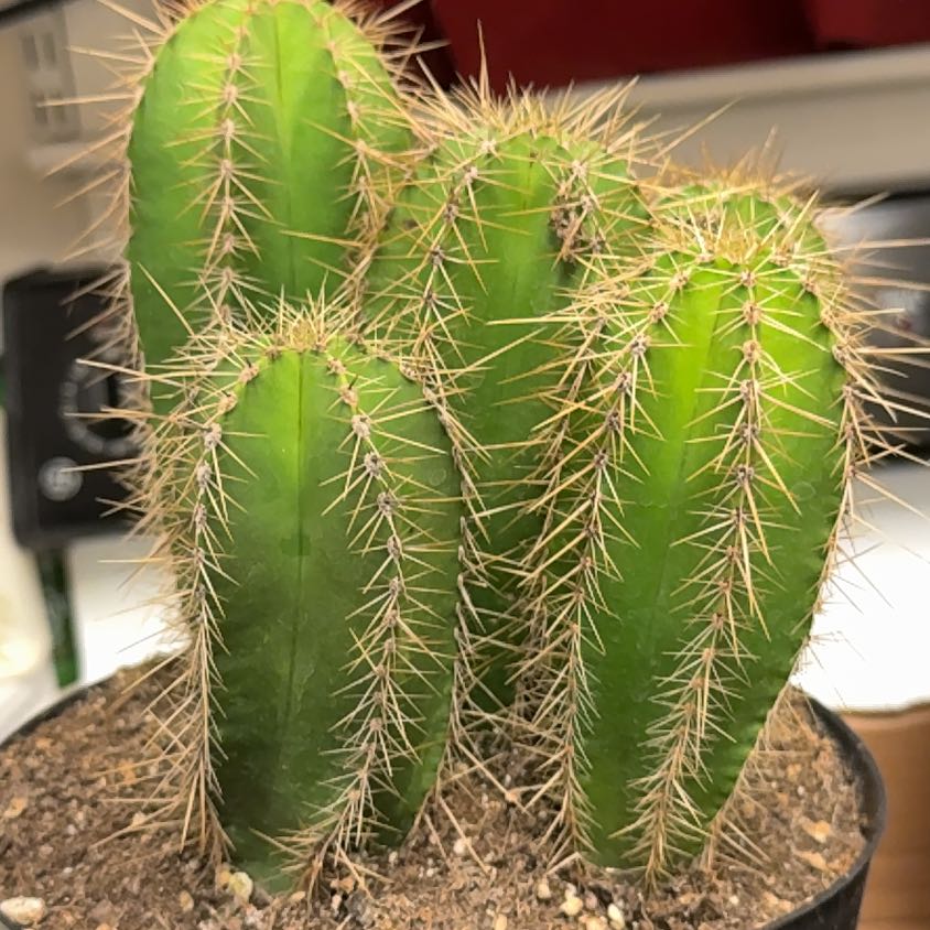 Photo of the plant species Columnar Cactus by @PopularPhlox9 named Clyde on Greg, the plant care app