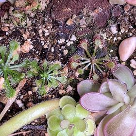 Photo of the plant species Pink Sundew by @ZingyBeech98 named Girlfrond on Greg, the plant care app