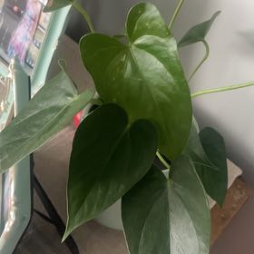 Photo of the plant species Anthericum 'Album' by @CozyRaintree80 named Gregarious on Greg, the plant care app