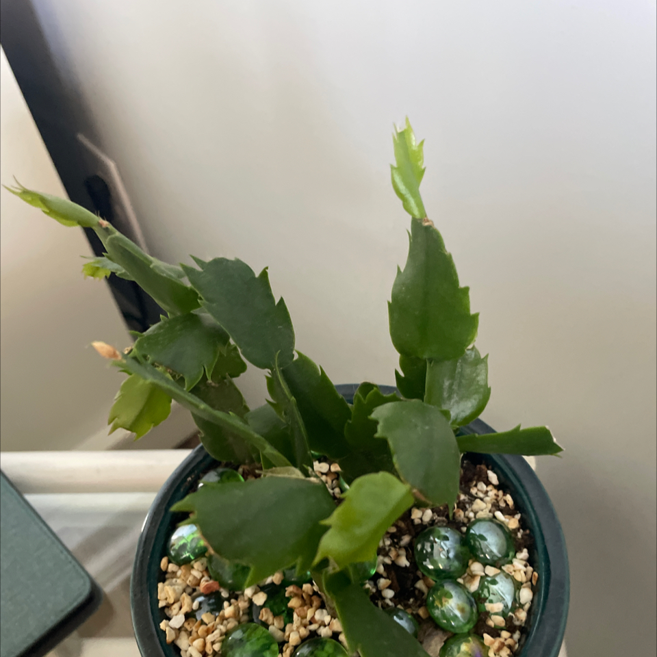 Photo of the plant species Christmas Cactus by @CozyRaintree80 named James Dean on Greg, the plant care app