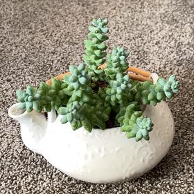 Photo of the plant species Succulent by @ChicEndive21 named Bubbles on Greg, the plant care app