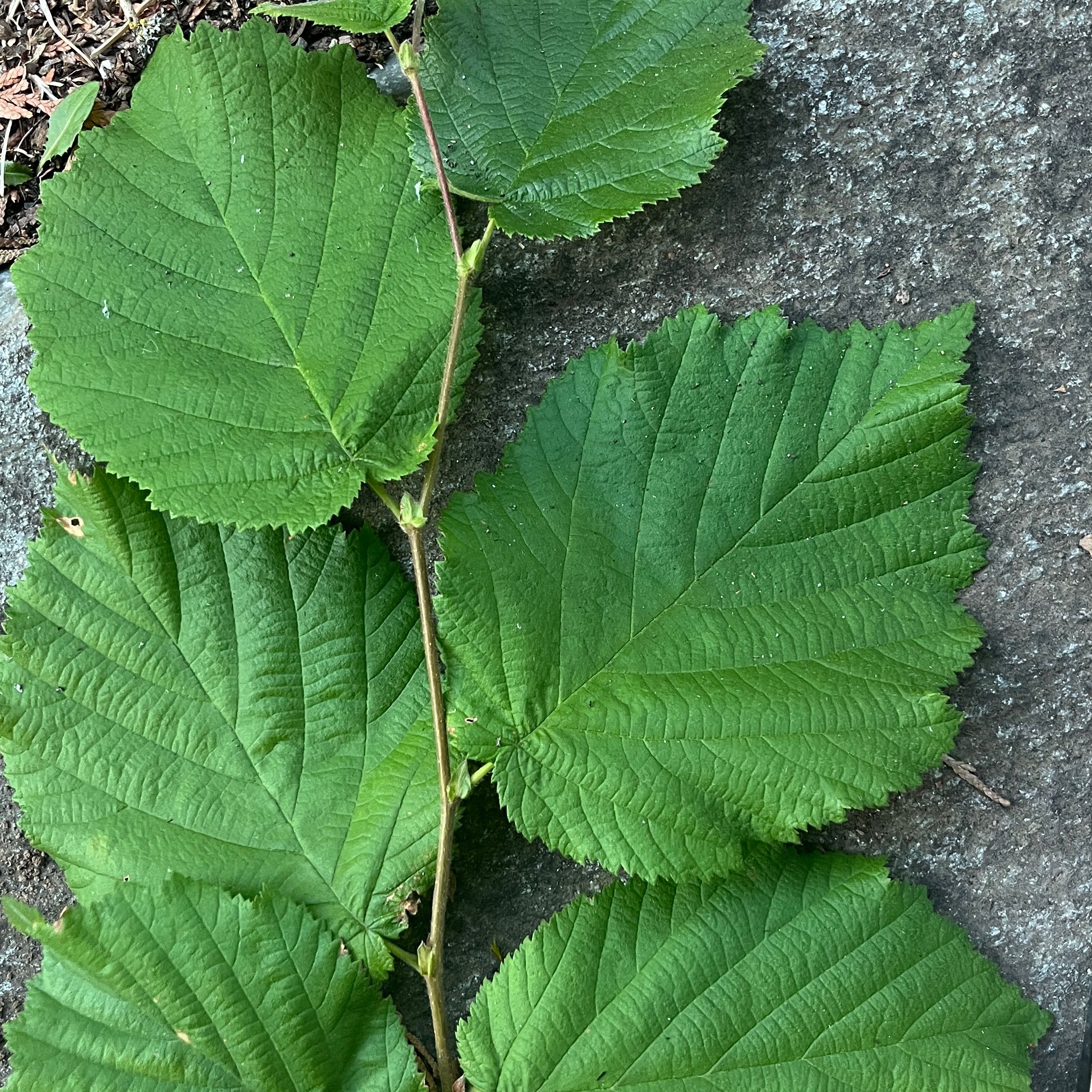 Photo of the plant species Common Filbert by @WhizbangIcarus1 named Naomi on Greg, the plant care app