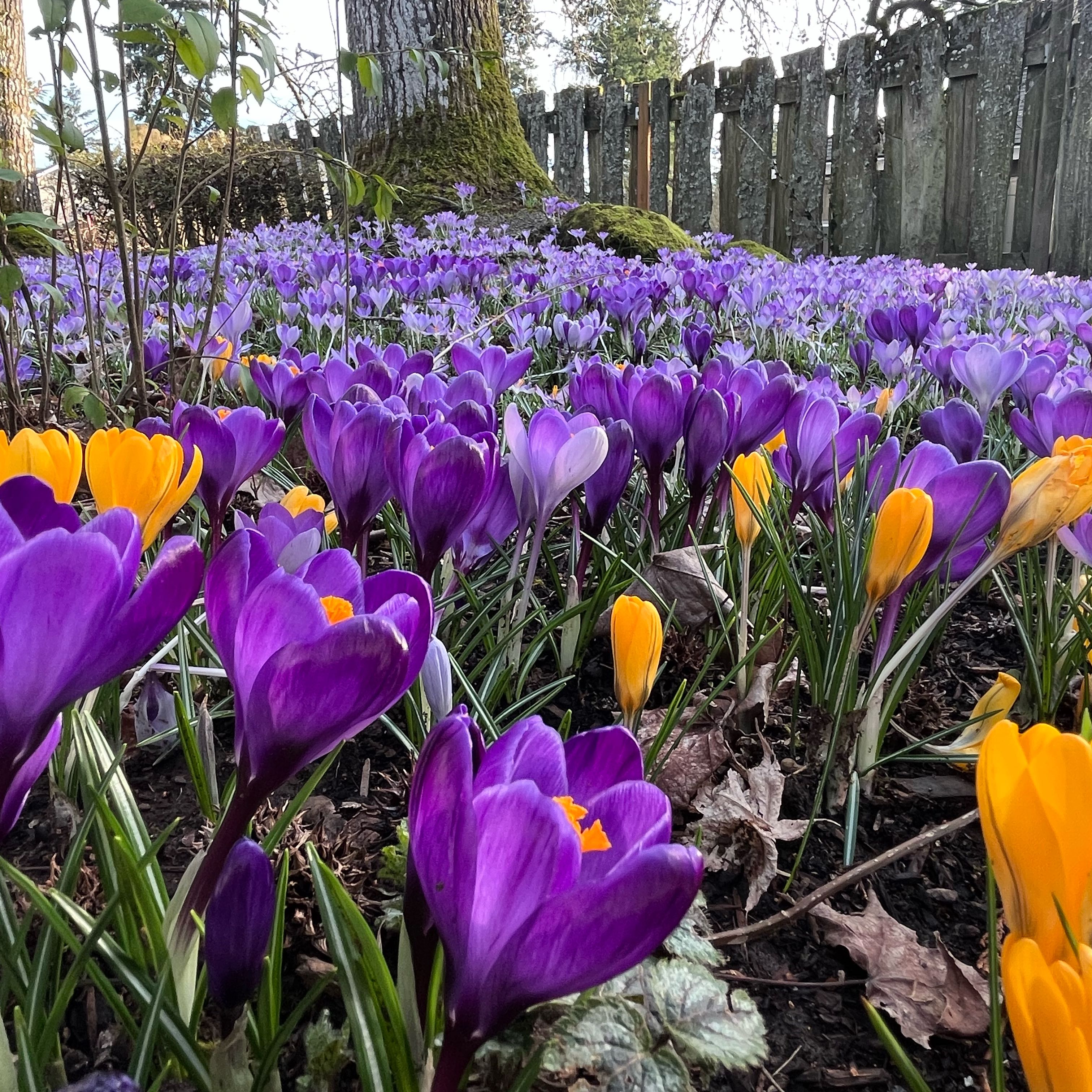Photo of the plant species Spring Crocus by @WhizbangIcarus1 named Dax on Greg, the plant care app