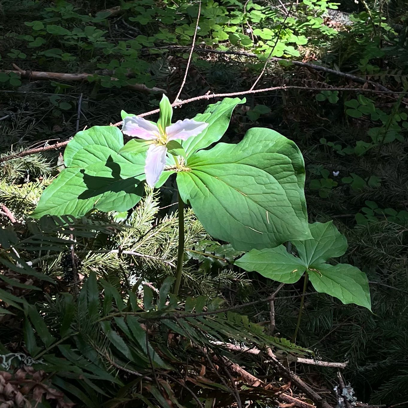 Photo of the plant species Pacific Trillium by @WhizbangIcarus1 named Planty on Greg, the plant care app
