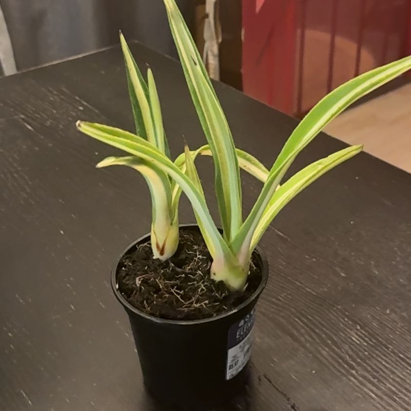 Photo of the plant species Agave sisalana 'Variegata' by @MoneyedDodder89 named Sproutacus on Greg, the plant care app