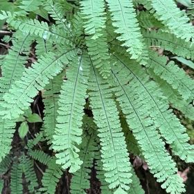 Photo of the plant species Western Maidenhair Fern by @ProChamise65 named Orlando Bloom on Greg, the plant care app