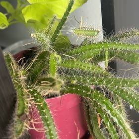Photo of the plant species Rat Tail Cactus by @Hufflepuff named Sproutacus on Greg, the plant care app