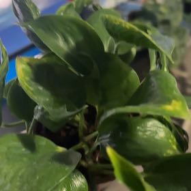 Photo of the plant species Shangri La by @Hufflepuff named Gobi on Greg, the plant care app
